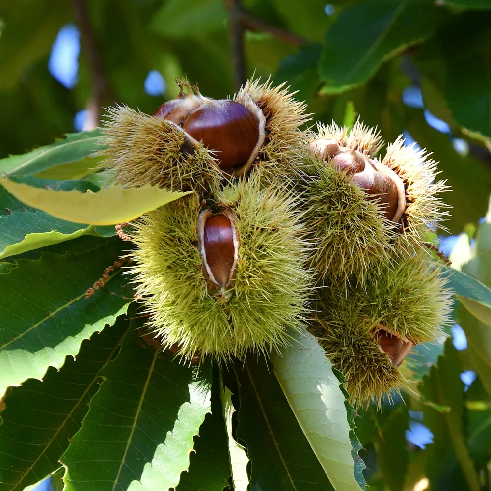 Châtaignier Bouche de Bétizac Castanea sativa Bouche de Betizac