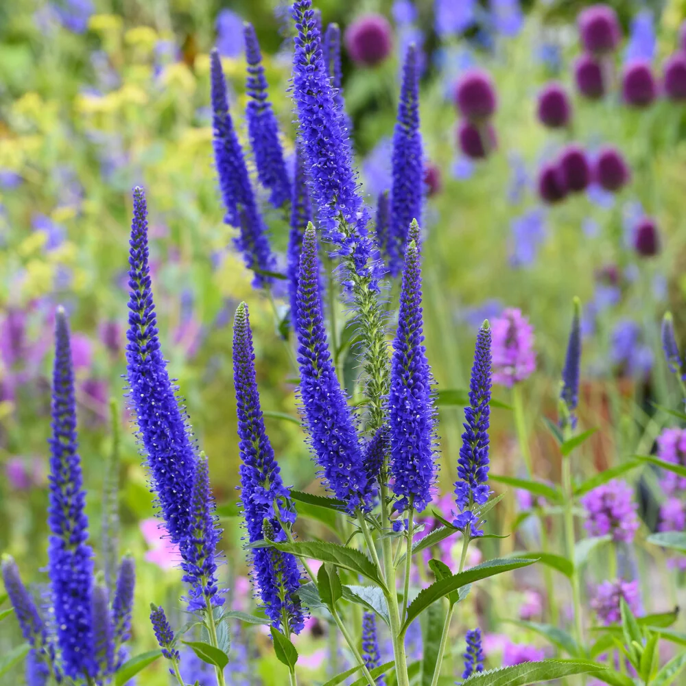 Véronique à grandes feuilles Marietta Veronica longifolia Marietta