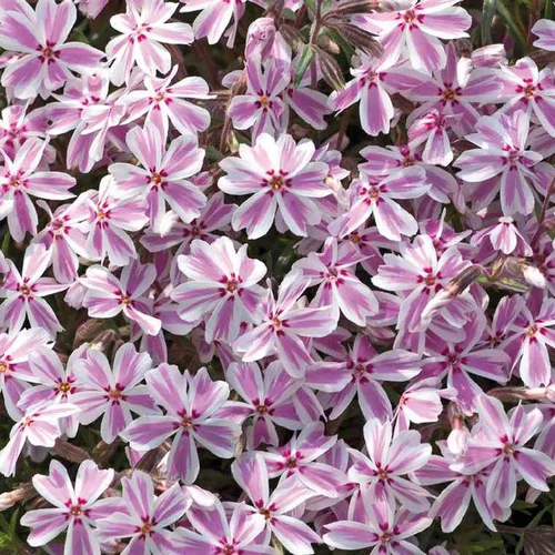Phlox En Coussin Rose-blanc - Le pot de 9 x 9 cm