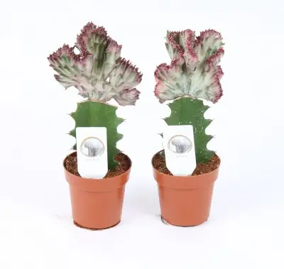 Euphorbia Lactea rouge. Le pot de 8,5 x H 20 cm