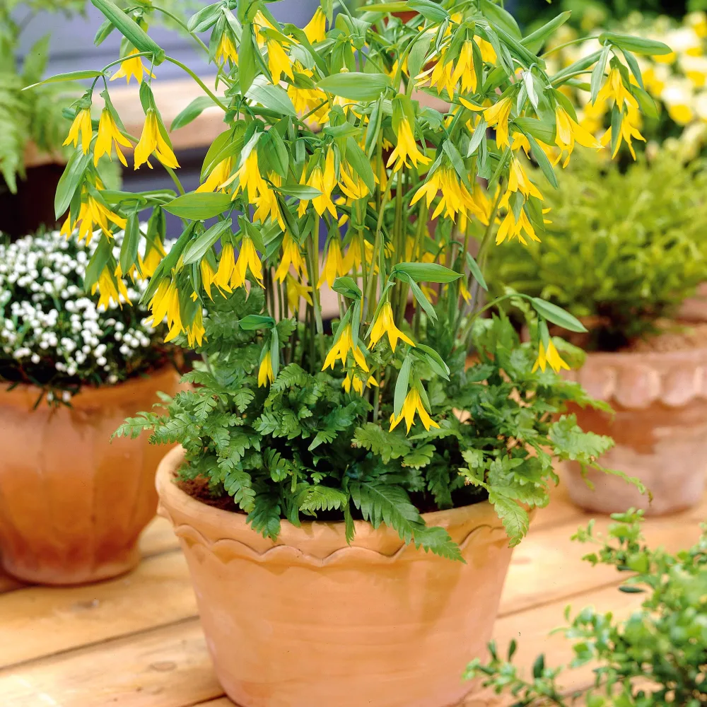 Uvulaire Uvularia grandiflora