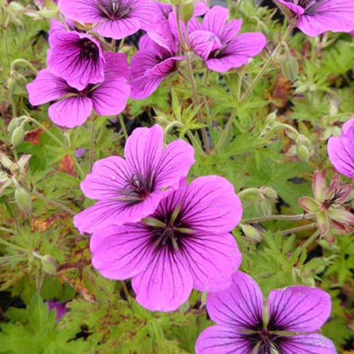 Géranium vivace Matu Vu Geranium js matu vu