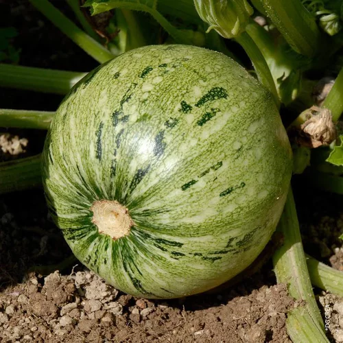 Courgette Ronde De Nice Bio. Le pot de 10,5 cm