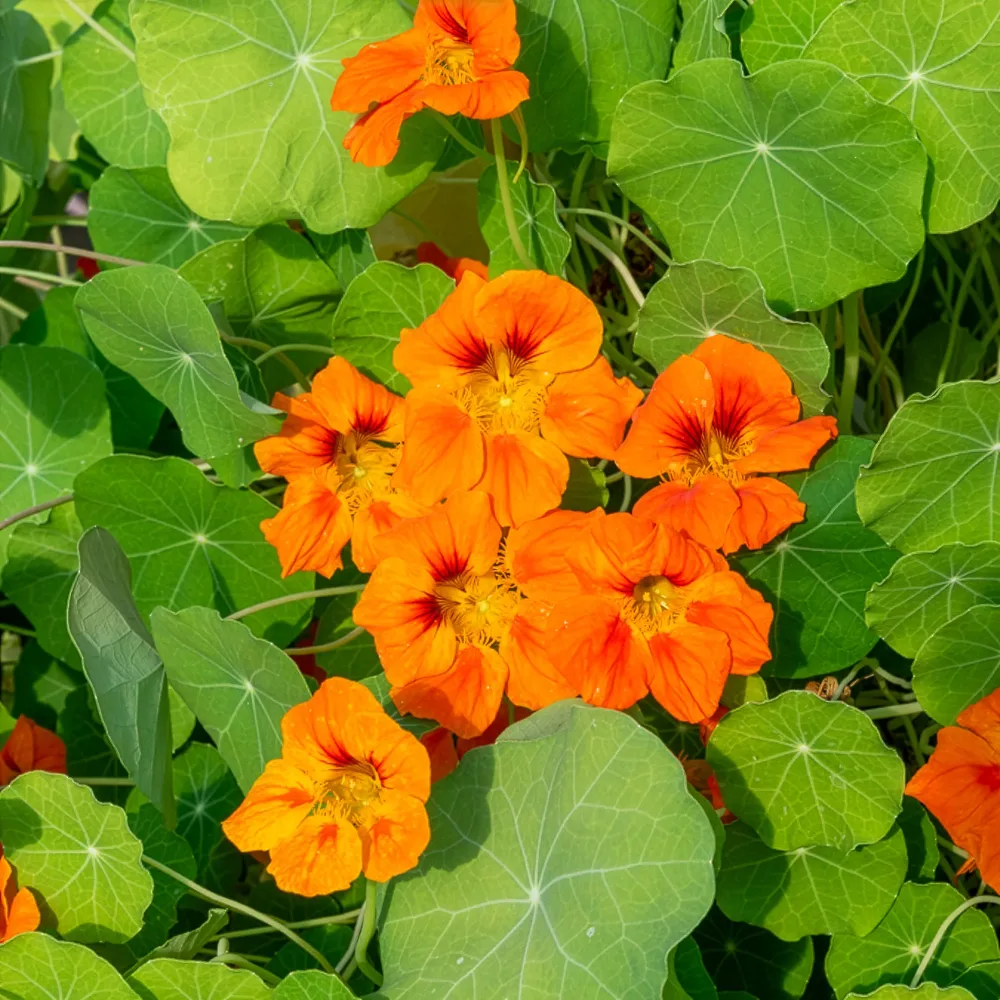 Capucine orange Tropaeolum majus