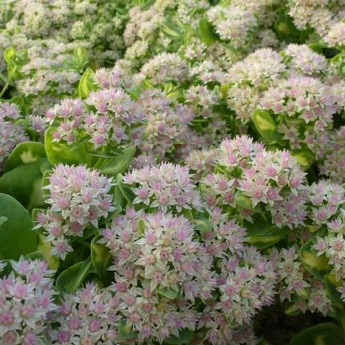 Sedum alboroseum Mediovariegatum Sedum alboroseum mediovariegatum