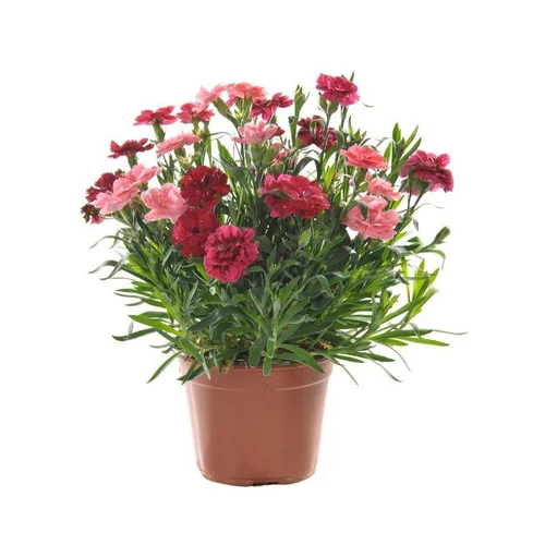 Œillet Telnelken tricolore - Le pot diamètre 14 cm.