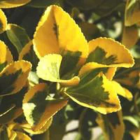 Euonymus Jap. Aureomarginatus ou Fusain du Japon 30/40 cm en pot 5 L