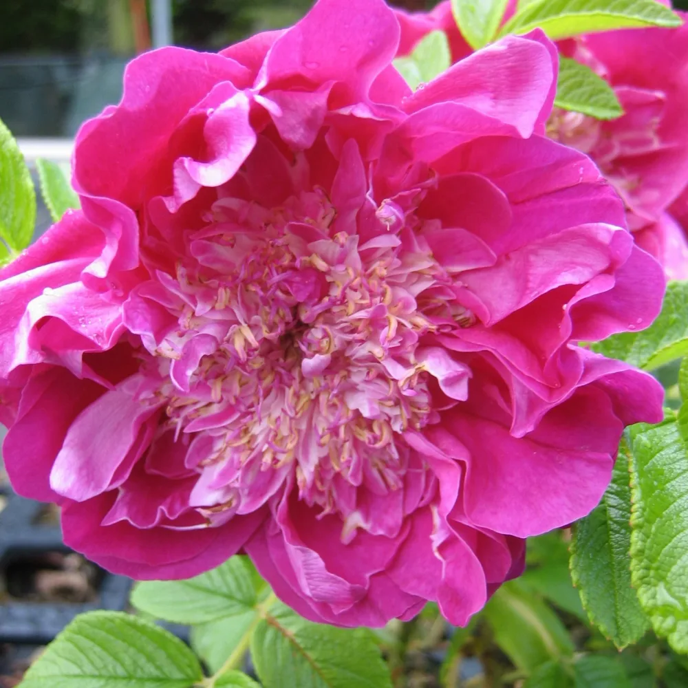 Rosier Pompom Perfume ® pivoine Rosa rugosa Pompom Perfume