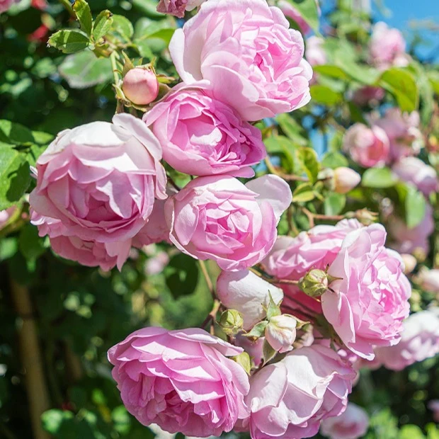 Rosier grimpant Jasmina Korcentex Rosa jasmina korcentex