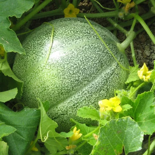 Bio zaden van Meloen Petit gris de Rennes