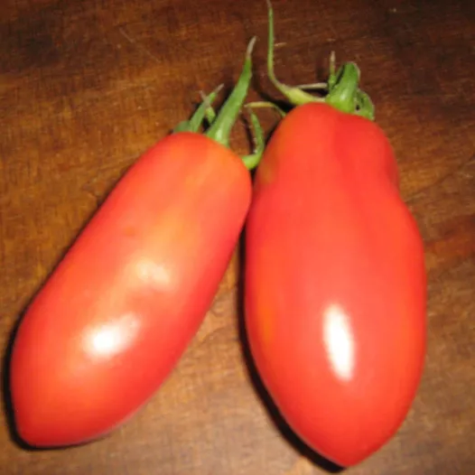 Tomaat San Marzano | Biologische zaden