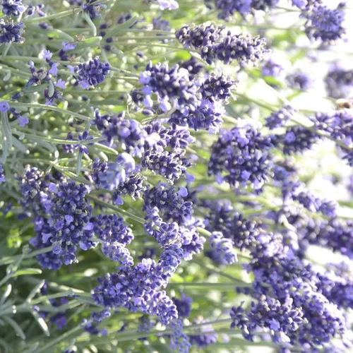 Lavande vraie aromatico blue en pot de 2 L