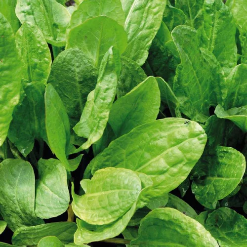 Oseille Verte 'Large De Belleville' Bio. Le pot de 1 litre