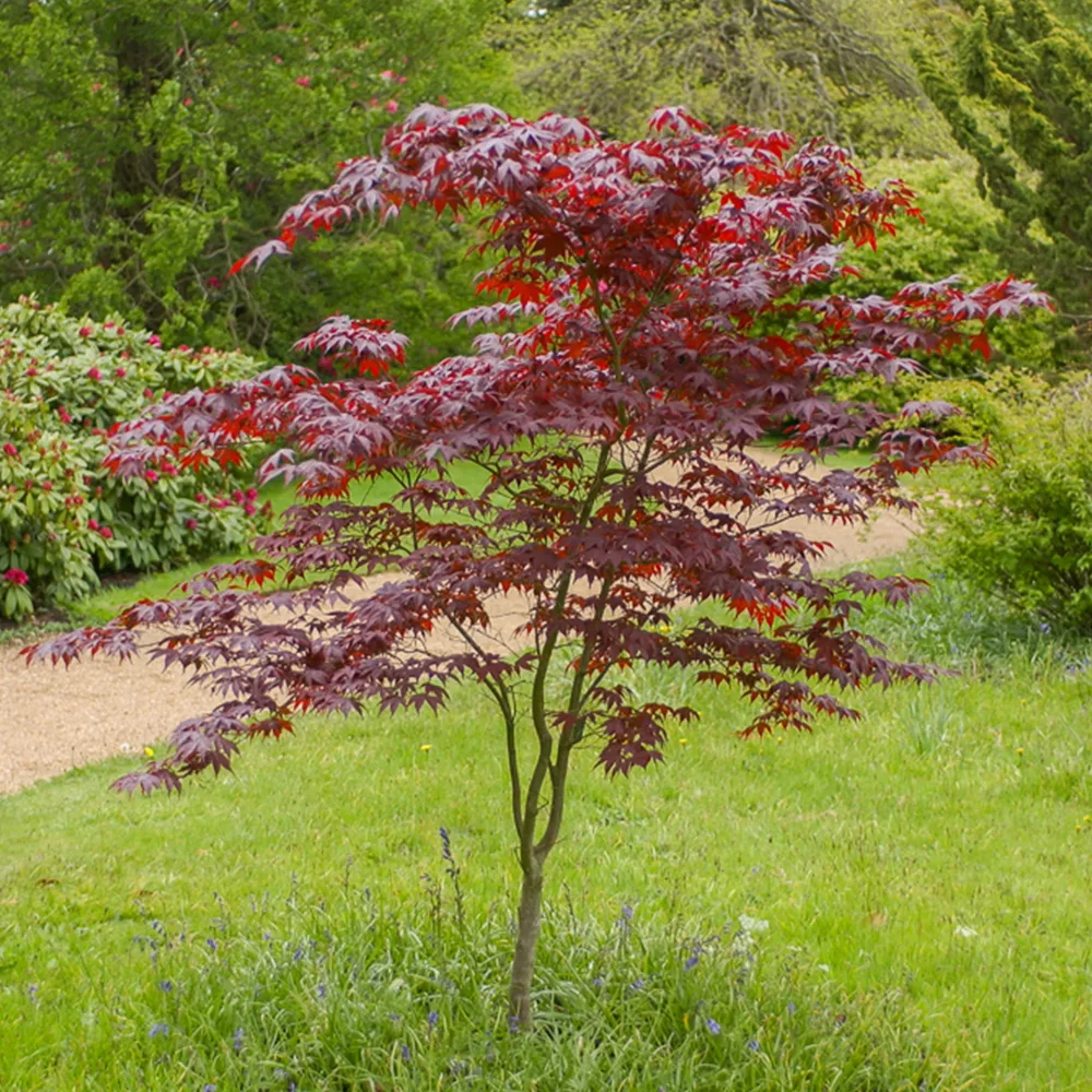 Erable du Japon Bloodgood Acer palmatum Bloodgood