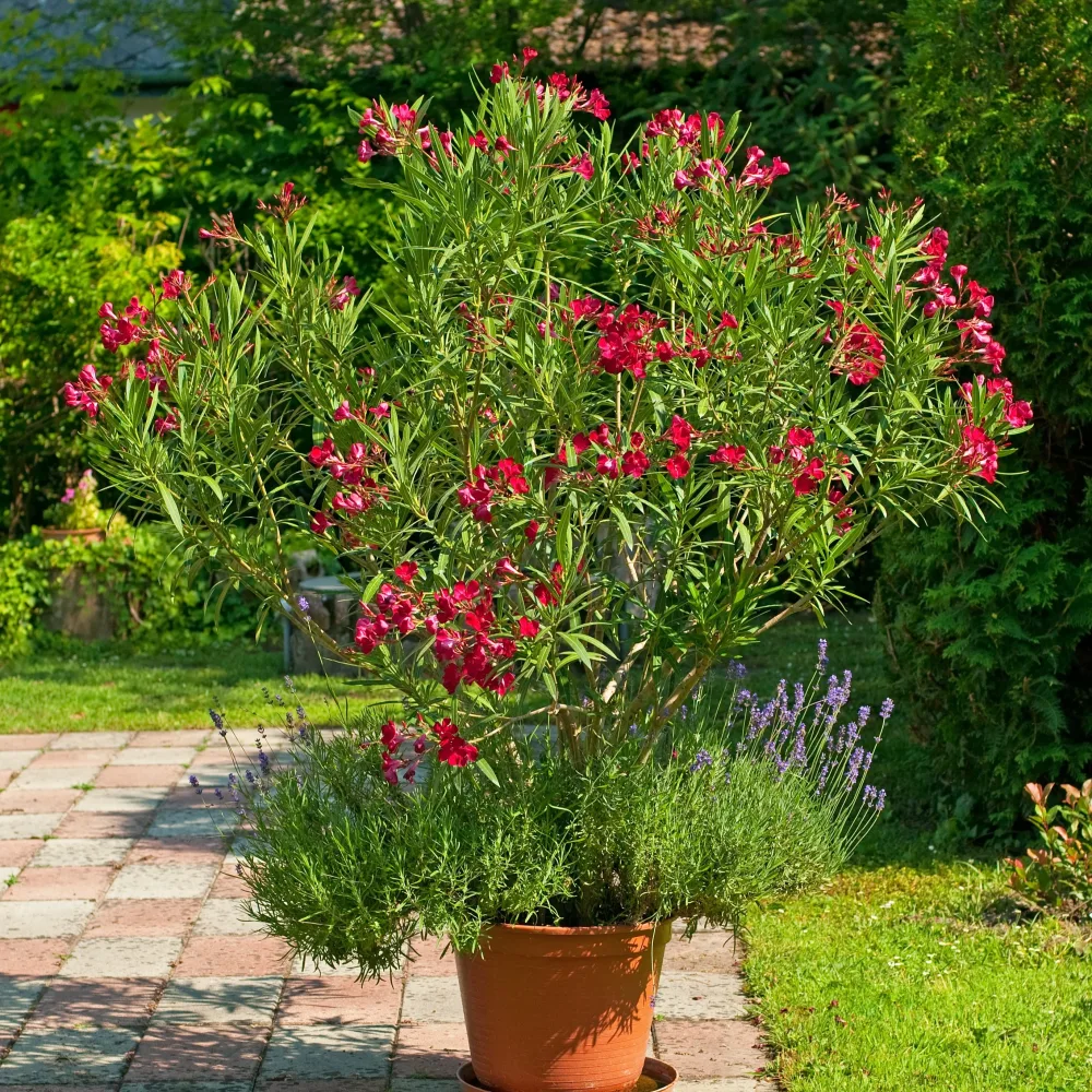 Laurier-rose rouge Nerium oleander