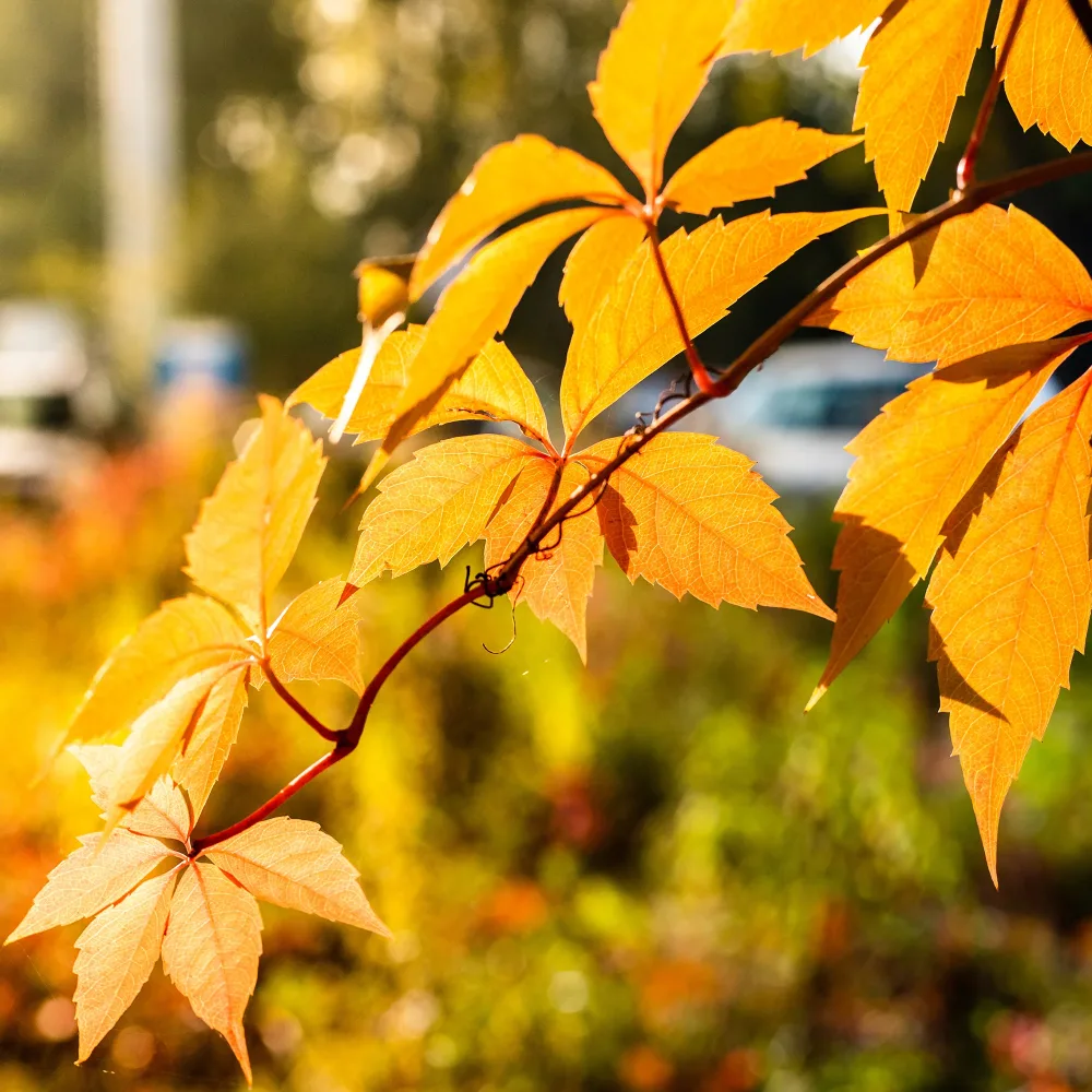 Vigne vierge Yellow Wall® Parthenocissus quinquefolia Yellow Wall®