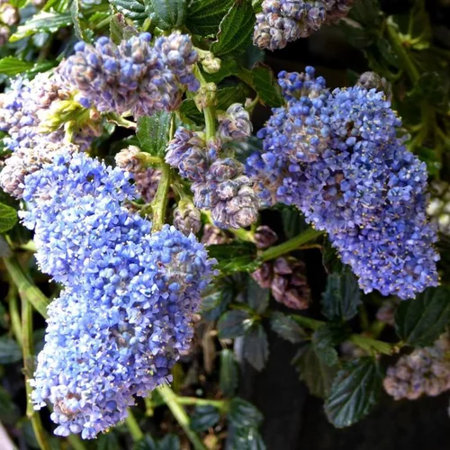 Ceanothus. Le pot de 1 litre