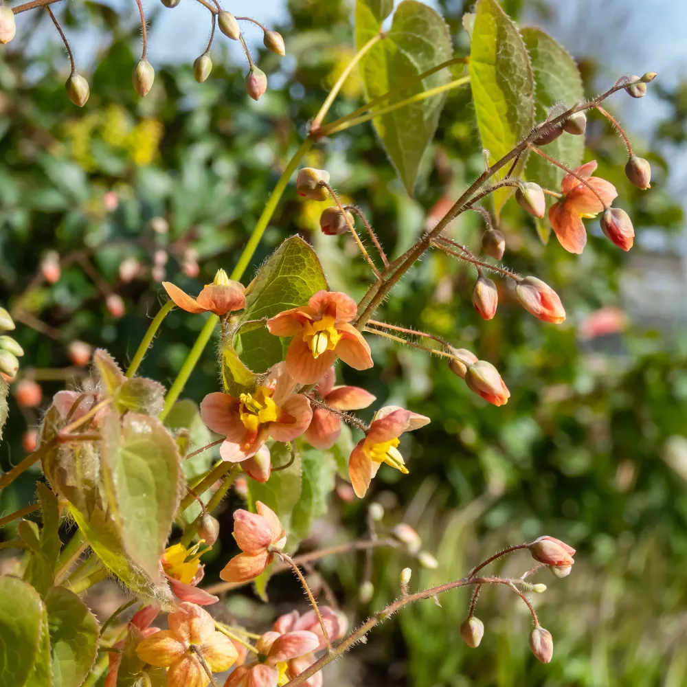 Epimedium warleyense Epimedium warleyense