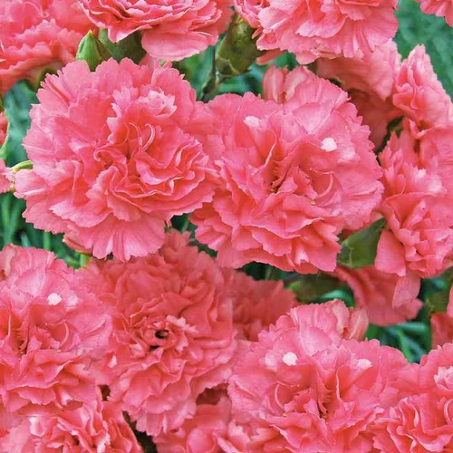 Oeillet Mignardise Rose Claire - Le pot de 9 x 9 cm