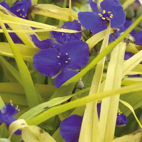 Tradescantia Sweet Kate - Le pot de 9 x 9 cm