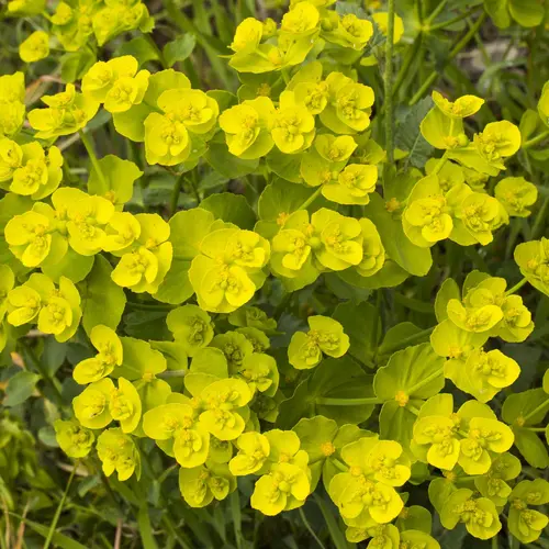 Euphorbe petit cyprès botanic®. Le pot de 9 x 9 cm