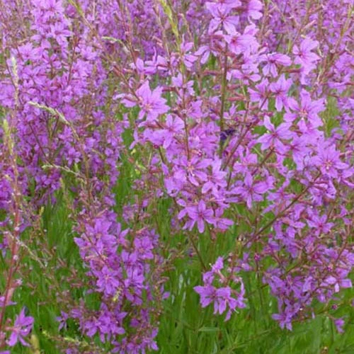 Salicaire Swirl Lythrum salicaria swirl
