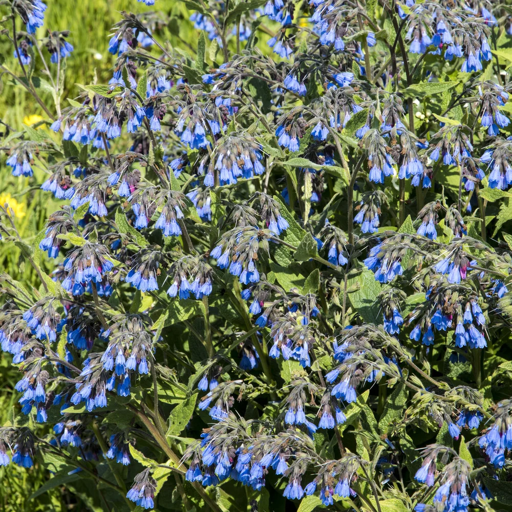 Consoude bleue Symphytum azureum
