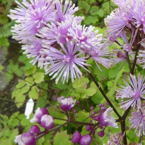 Pigamon Perfume Star Thalictrum actaeifolium perfume star