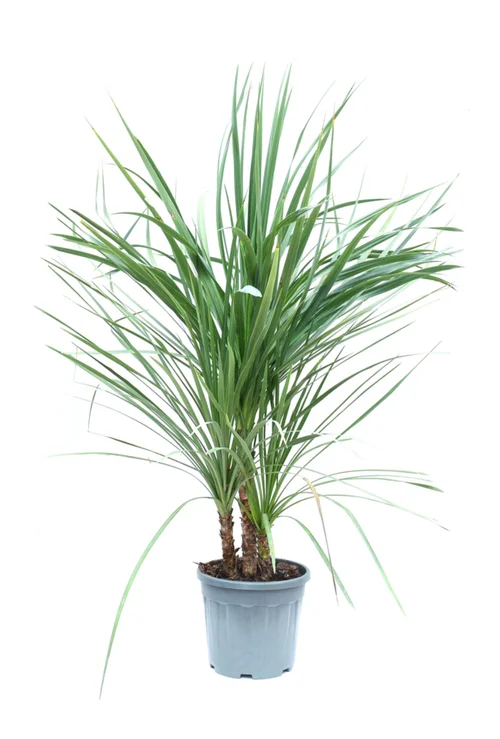 Cordyline Australis, Le pot de 18 Litres