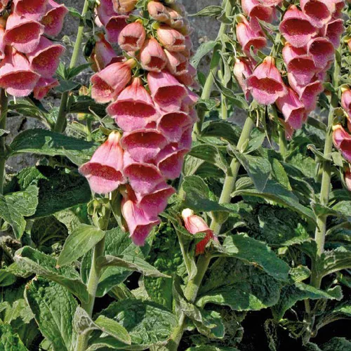 Digitalis Mertonensis - Le pot de 9 x 9 cm