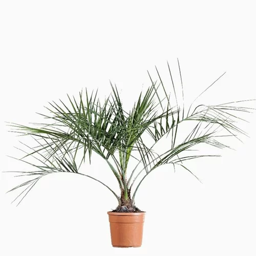 Butia. Le pot de 5 litres