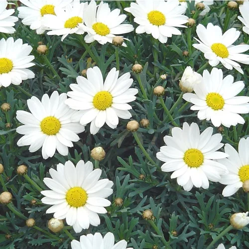 Anthémis (Fausse Camomille ou Camomille des teinturiers) à fleurs multicolores - Le pot de 2,5 litres