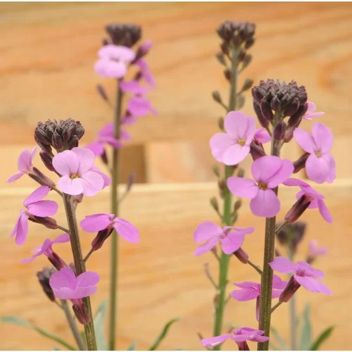 Fausse-giroflée bowles mauve violette en pot de 2 L