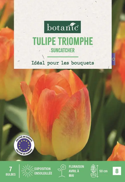 Bulbes de fleurs Tulipe triomphe Suncatcher jaune rouge botanic® - 7 bulbes