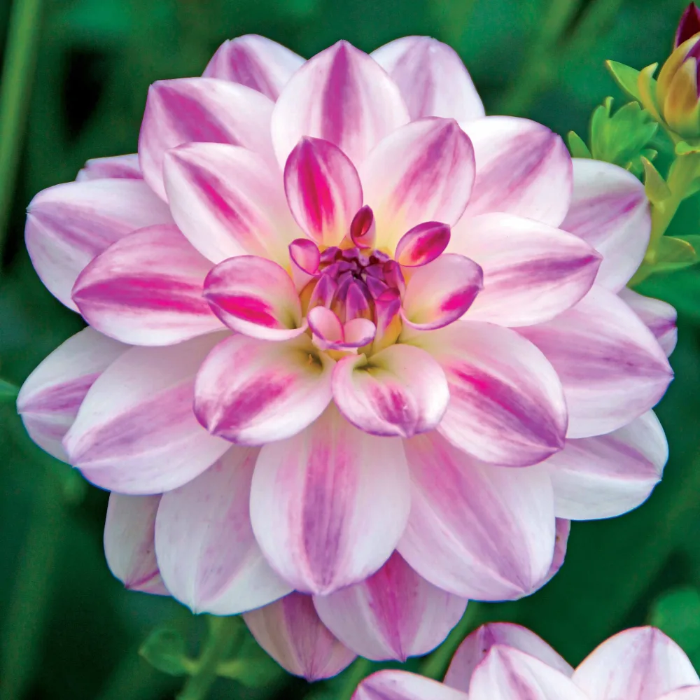 3 Dahlias caméléon Saint Martin Dahlia saint martin