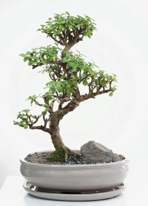 Bonsaï Portulacaria botanic® taille 7,5. Le pot