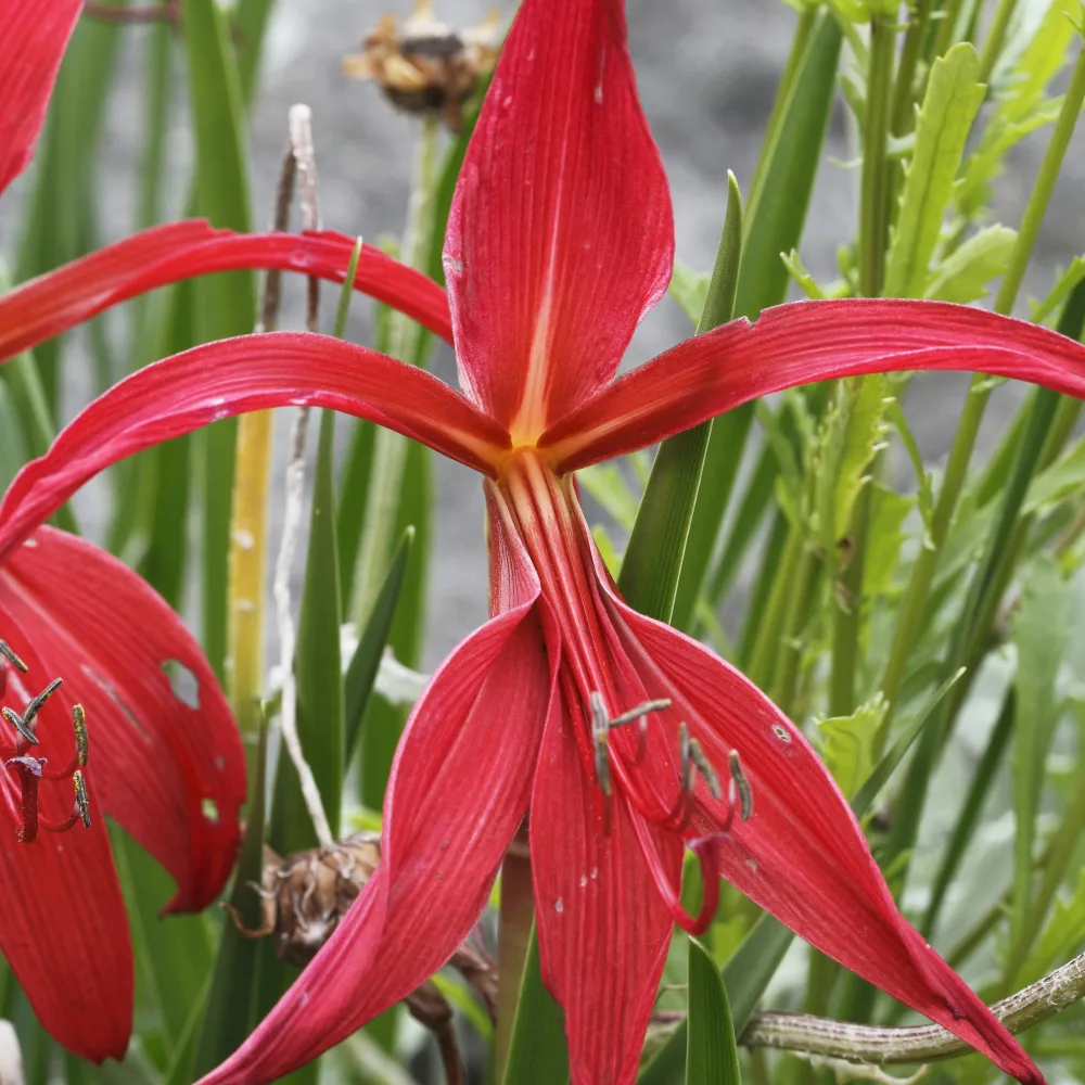 2 Lis de St Jacques Sprekelia formosissima
