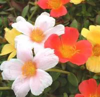 Pourpier à fleurs simples rose. Le pot de 2 litres