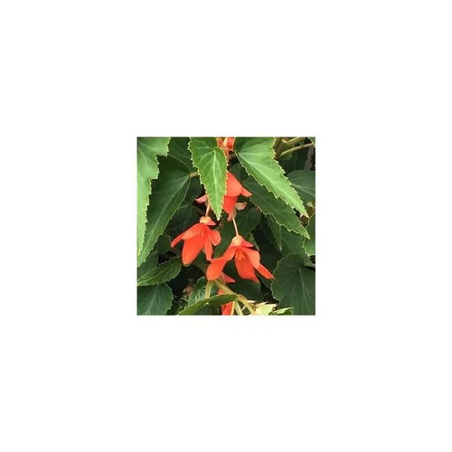Bégonia boliviensis - Le pot de 1 litre