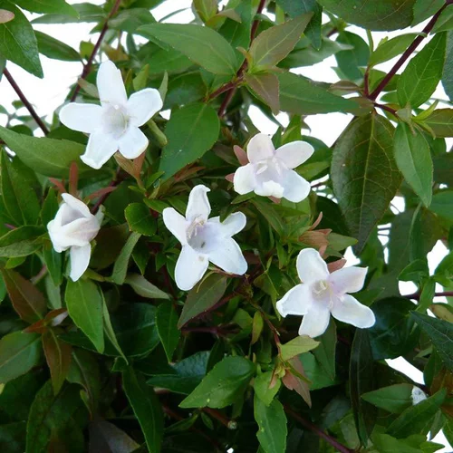 Abélia Grandiflora. Le pot de 10 litres