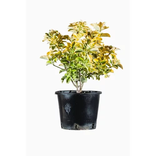 Euonymus Japonicus Aureus (fusain du Japon) en pot de 2 L jaune