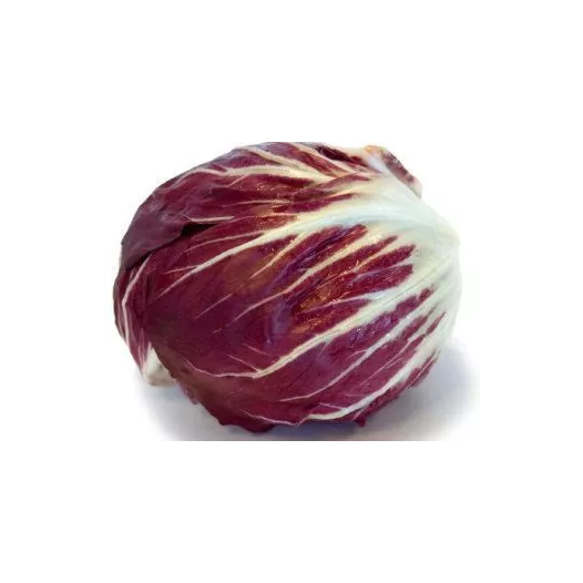Biologische zaden van Chicorée Radicchio Chiogga Palla Rossa