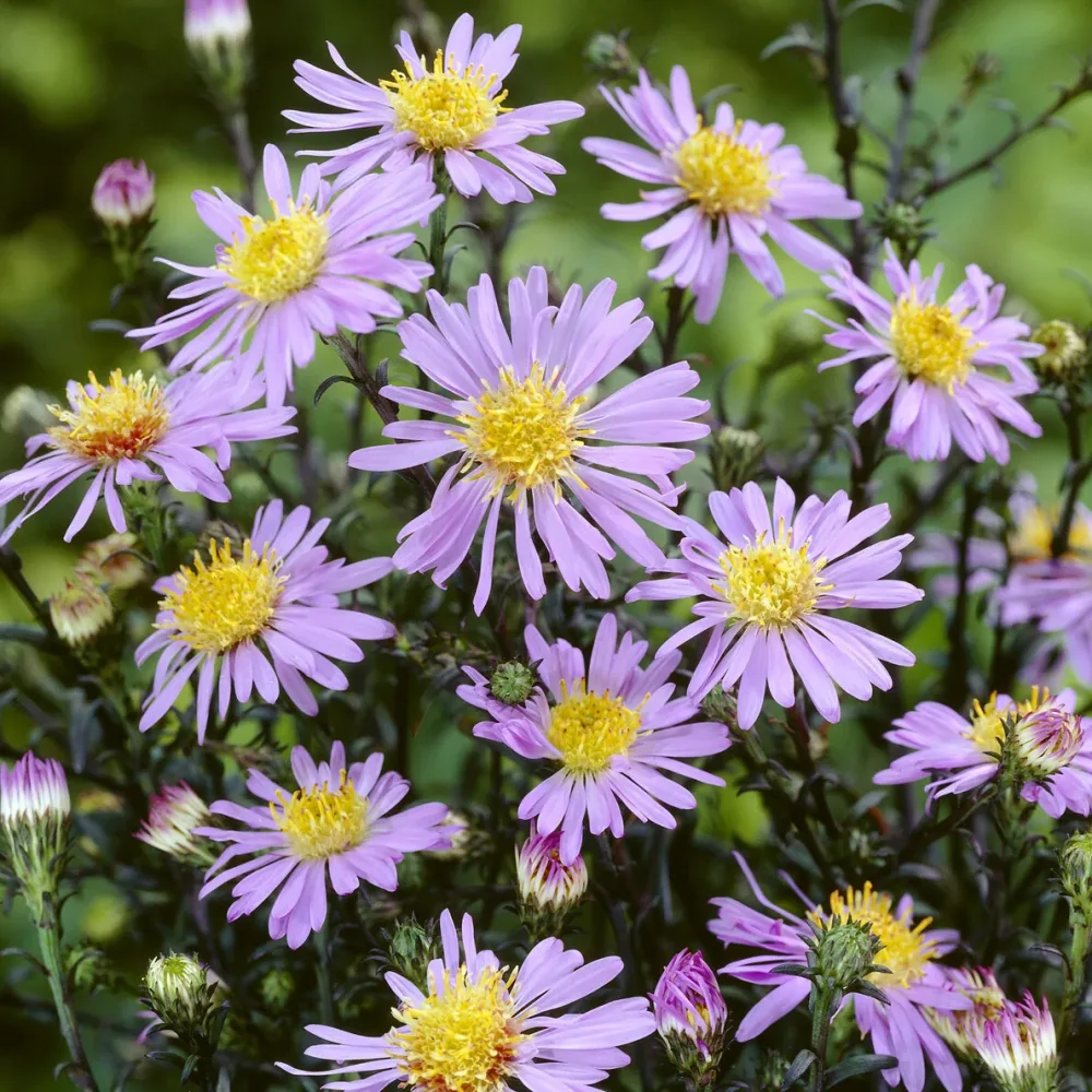 Aster géant d'automne Calliope Aster laevis calliope