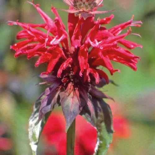 Monarde rouge - Le pot de 9 x 9 cm