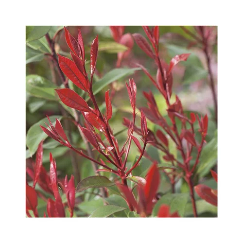 Photinia carré rouge - Pot de 7L