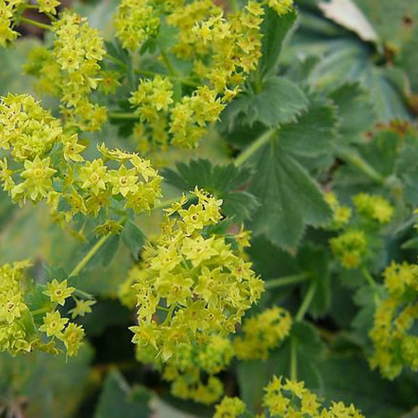 6 x Alchémille commune – Alchemilla mollis | godet 9cm x 9cm
