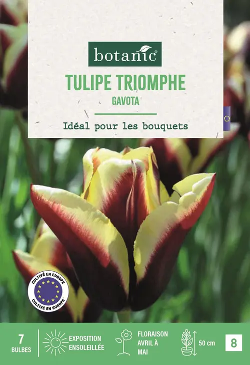 Bulbes de fleurs Tulipe triomphe Gavota pourpre et jaune botanic® - 7 bulbes