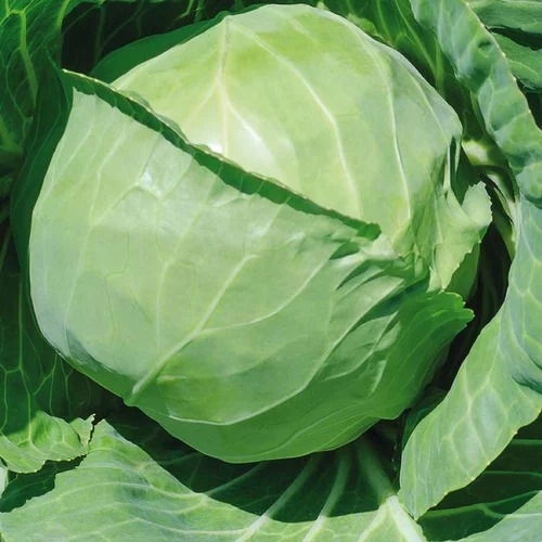Chou Cabus Rond Marche De Copenhague Bio. La barquette de 3 plants