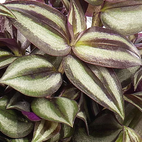 Tradescantia - La suspension diam 27 cm