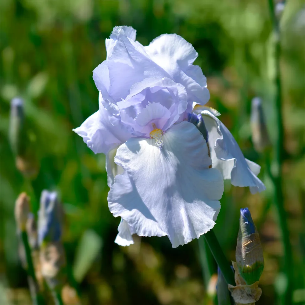 Iris de jardin Blue Sapphire Iris germanica Blue Sapphire